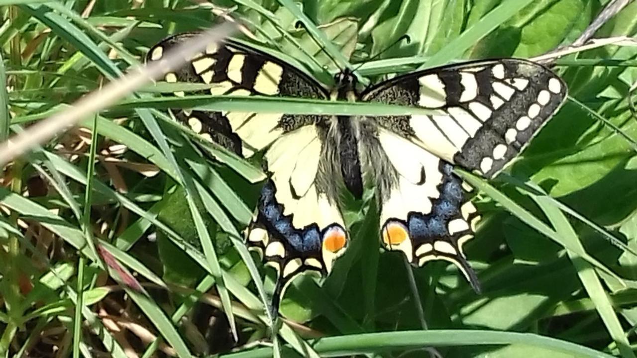 Villa Les Papillons Vrolle Esterno foto