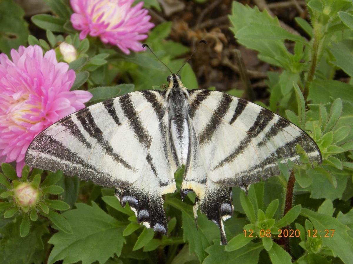 Villa Les Papillons Vrolle Esterno foto